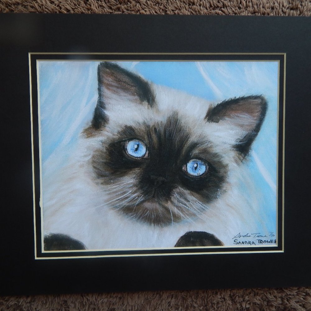 Double matted print 11 x 14 Birman Cat